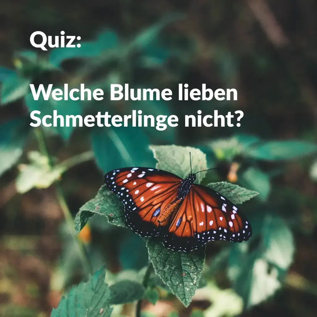 Quiz - Mission Rette die Schmetterlinge